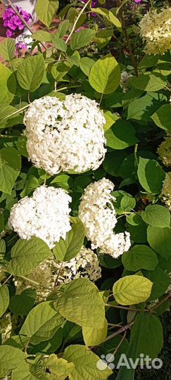 Гортензия, хризантемы