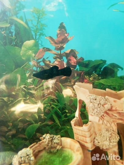 Моллинезия