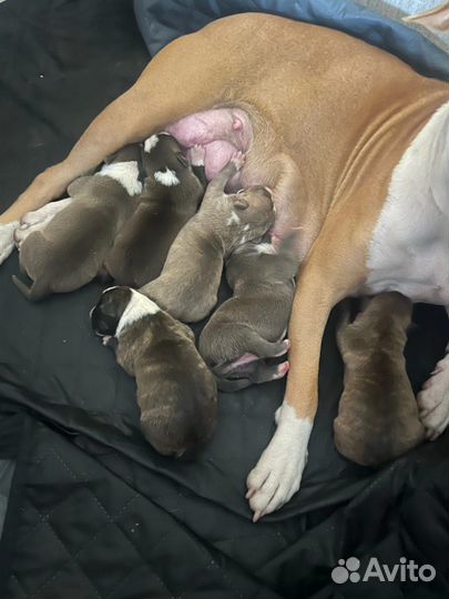 Щенки амстаффа