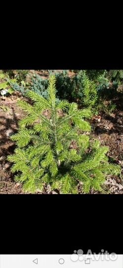 Пихта от 50см до 2 метров