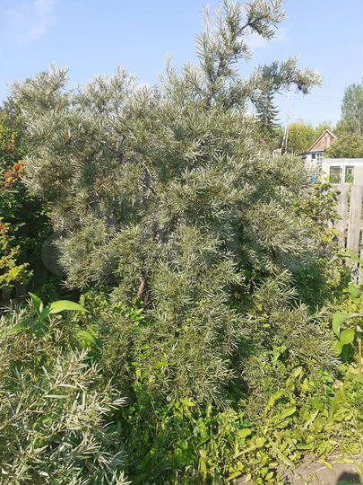 Участок 8,9 сот. (СНТ, ДНП)