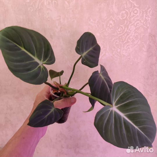 Филодендрон глориозум