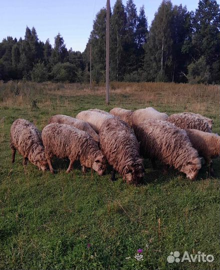 Бараны овцы