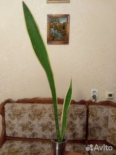 Сансевиерия сплэш, Натали, футура вар