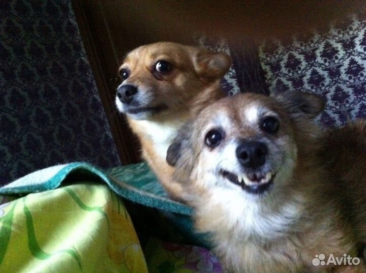 Домашняя зоогостиница