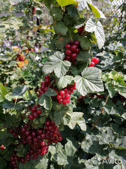 Красная смородина