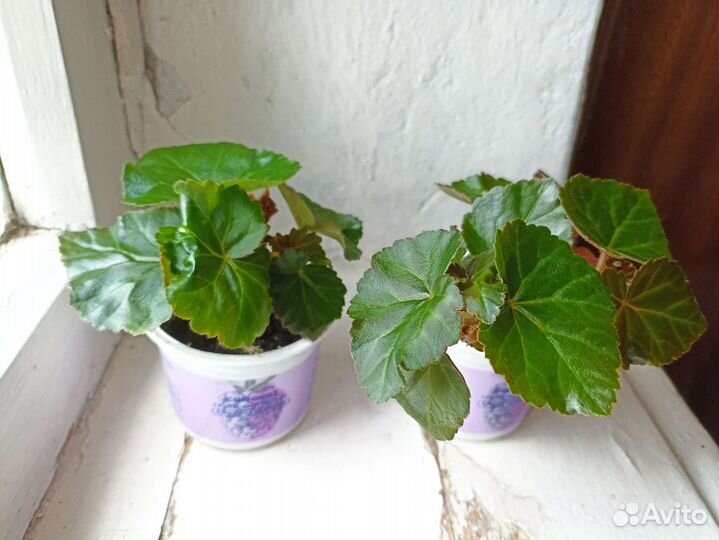 Бегония элатиор оранжевая