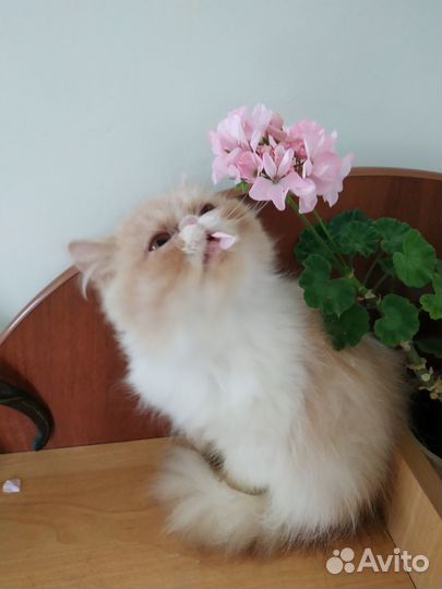 Персидская кошечка