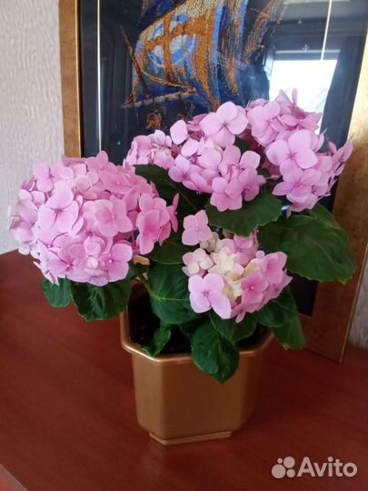 Спатифиллум домино