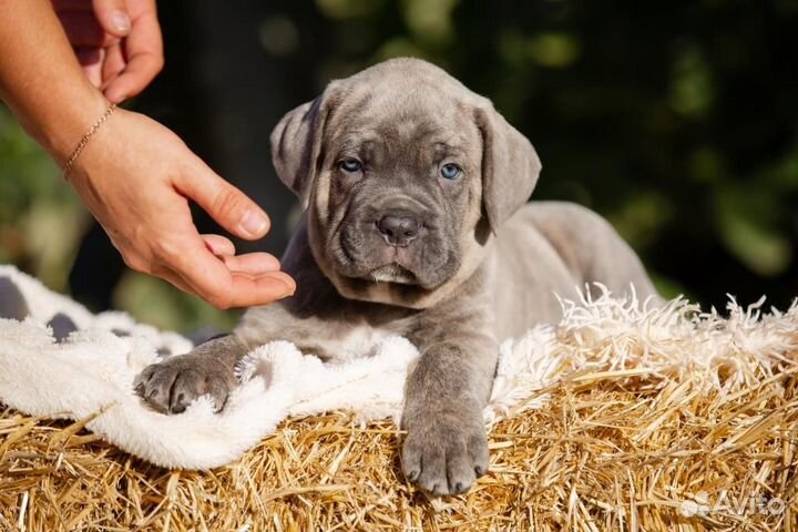Щенки Корсо элитного разведения