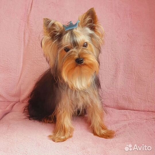 Йоркширский терьер ищет девочку для вязки