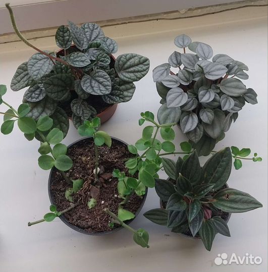 Аглонема и пеперомии