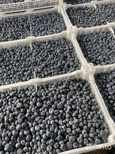 Ягода Голубика свежая 3 кг, доставка, цена за кг