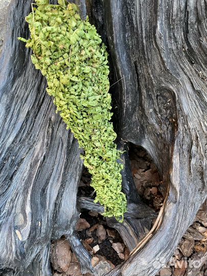 Скрутки папоротника из Карелии