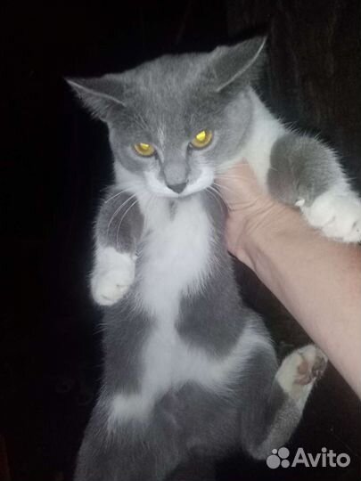 Кошки бесплатно