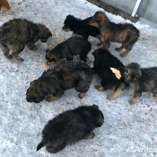 Щенки в приюте. Помогите