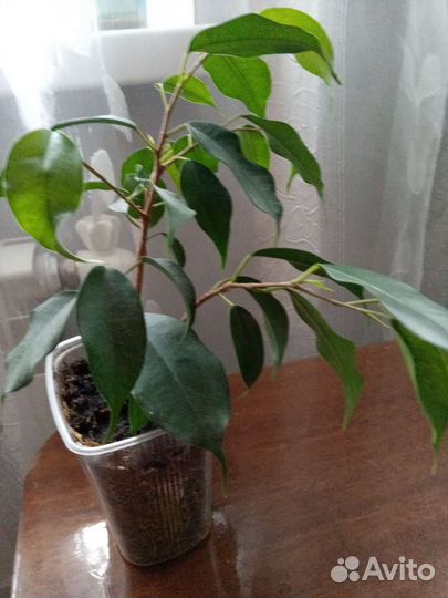 Фикус, эухарис