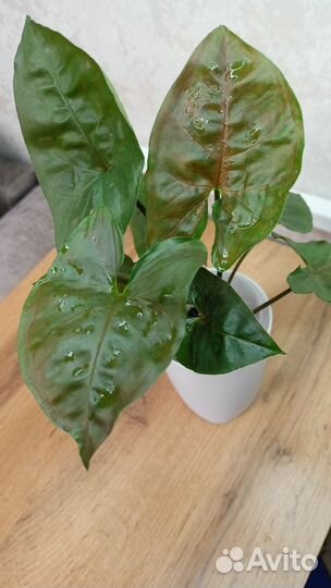 Сингониум брокант