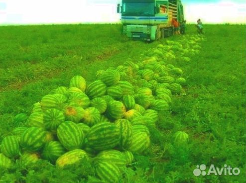 Арбузы Оптом
