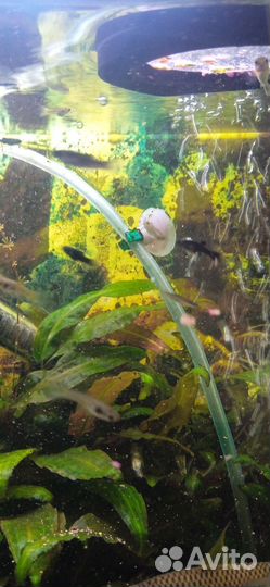 Рыбки и улитки