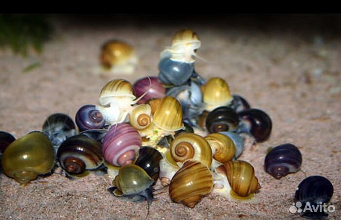 Улитка Ампулярия. Хелена. Кролик. Аквариум. Сифон