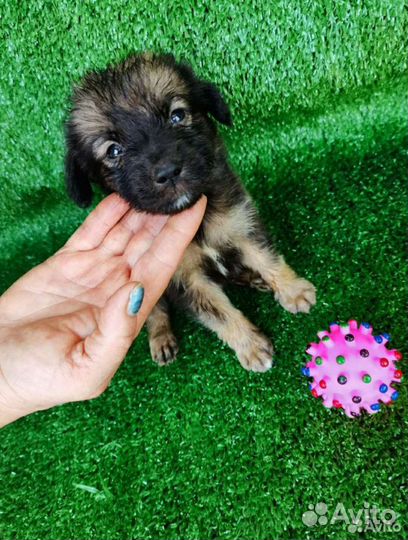 Собака щенок мальчик в добрые руки бесплатно