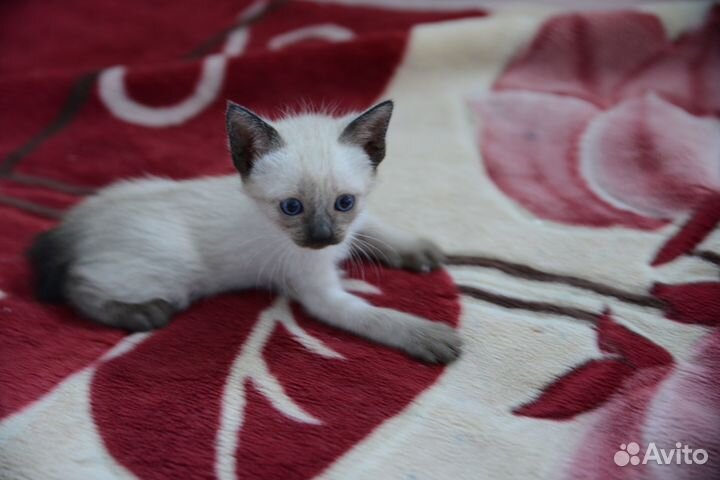 Тайские котята