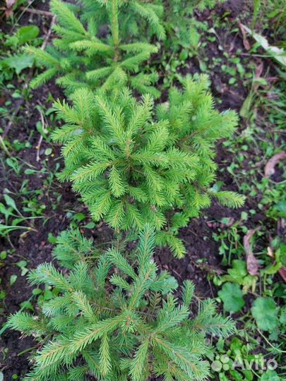 Елочки для посадки