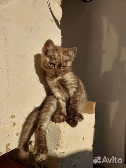 Котенок в добрые руки