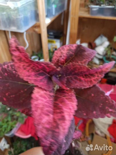 Колеусы вегетативные набор