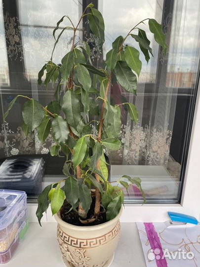 Фикус бенджамина