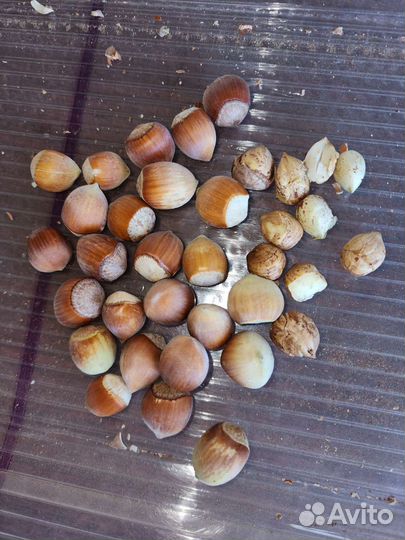 Фундук в скорлупе