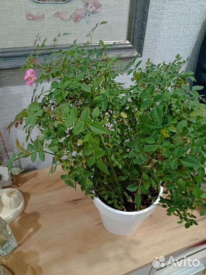 Мини роза в горшке Lilly Rose-Wonder