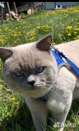 Британский кот вязка