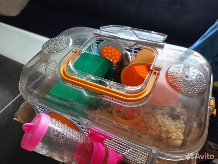 Отдам бесплатно