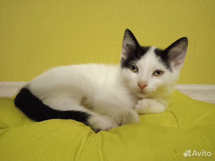 Котята в добрые руки приучены к лотку