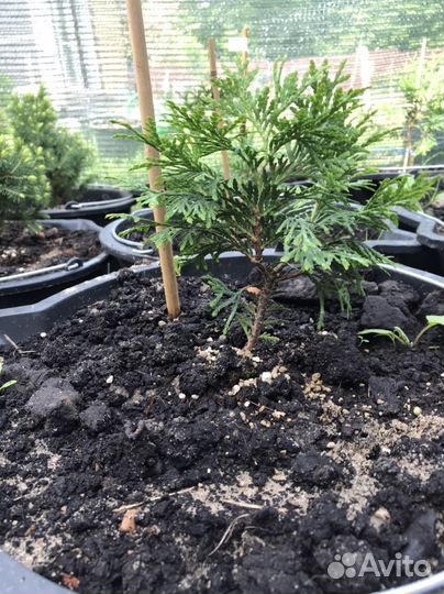 Туя западная Вудварди