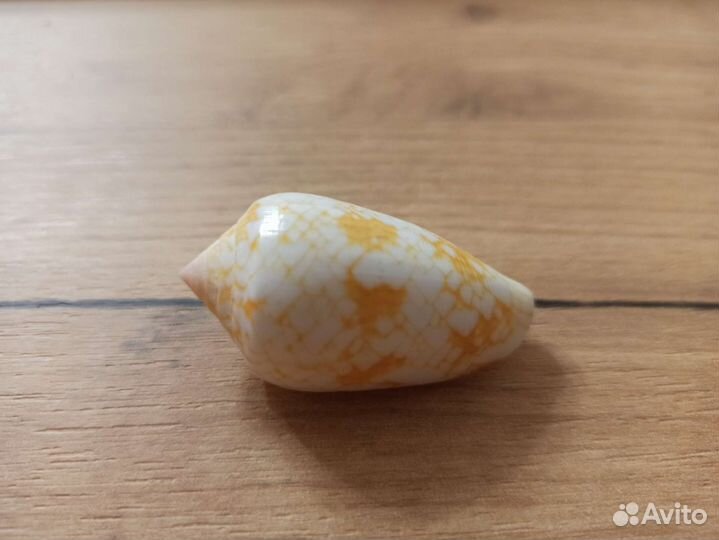 Морская раковина