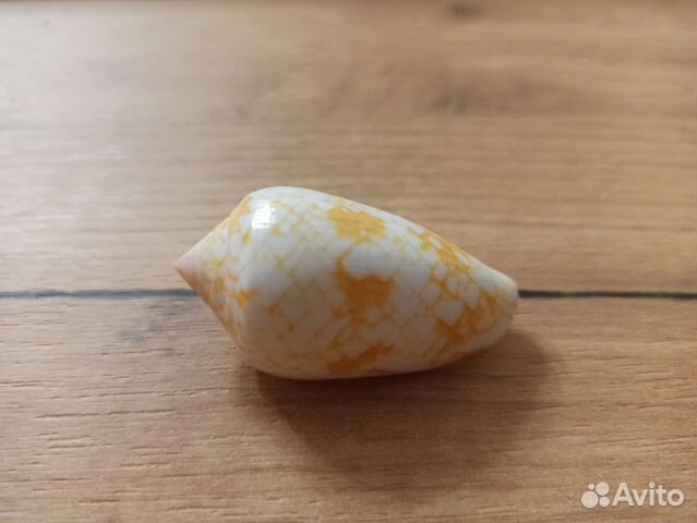 Морская раковина