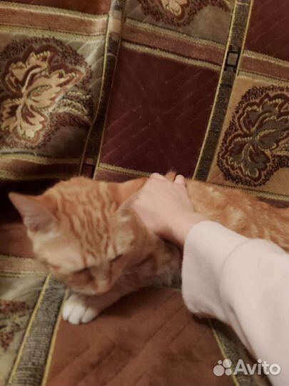 Кошка в дар