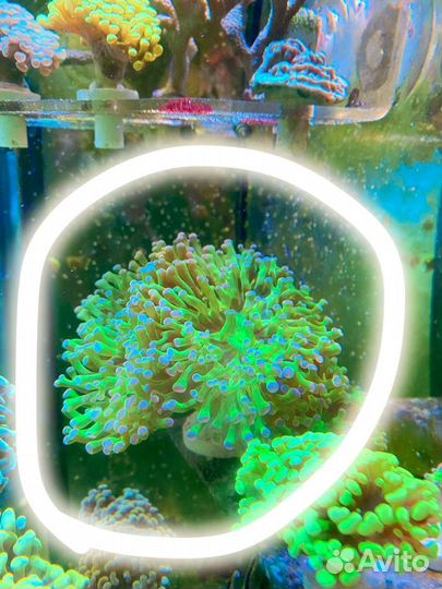 Морские кораллы/Эуфиллия