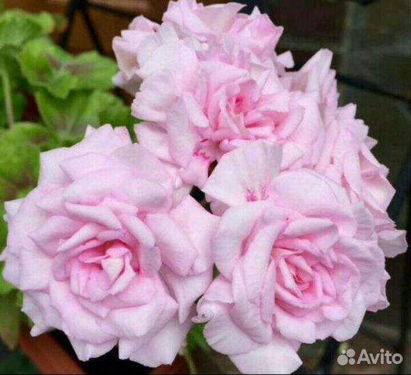Пеларгония Millfield Rose