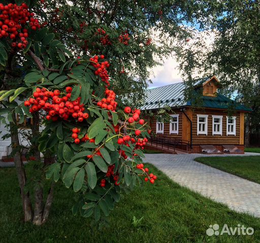 Рябина обыкновенная