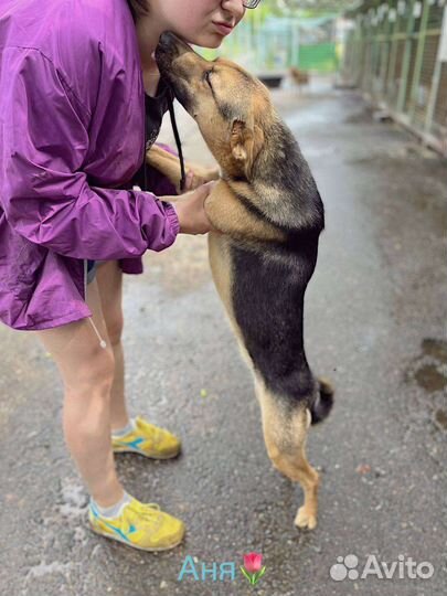 Маленькая собачка Джина