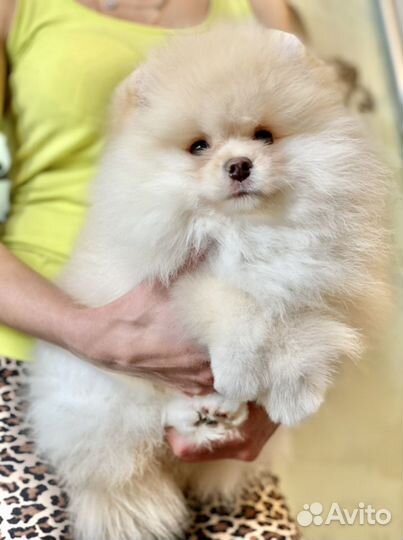 Померанский шпиц,привиты