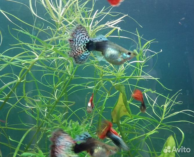 Аквариум три 120л, 55л, 50л, 5л