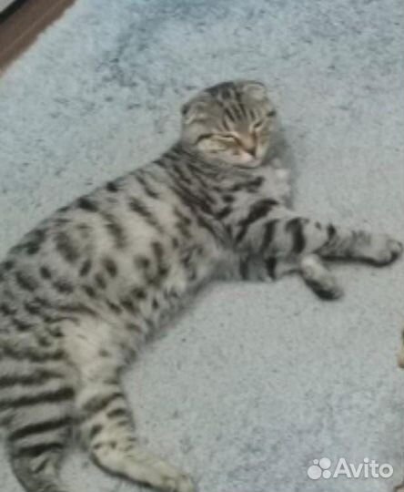 Шотландская вислоухая кошка бесплатно