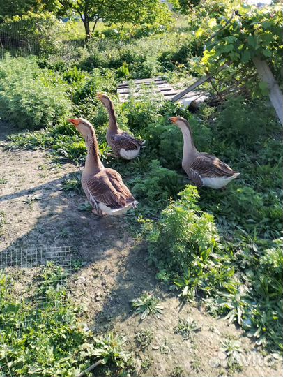 Гуси кубанские