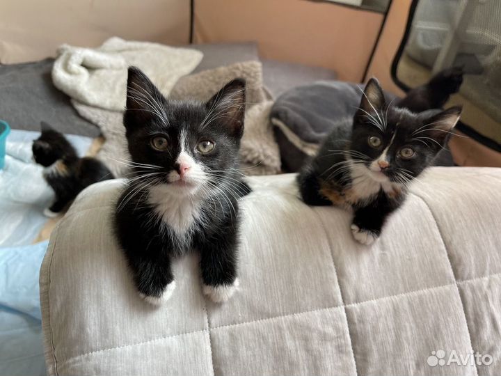 Черные и черно-белые котята ищут семьи
