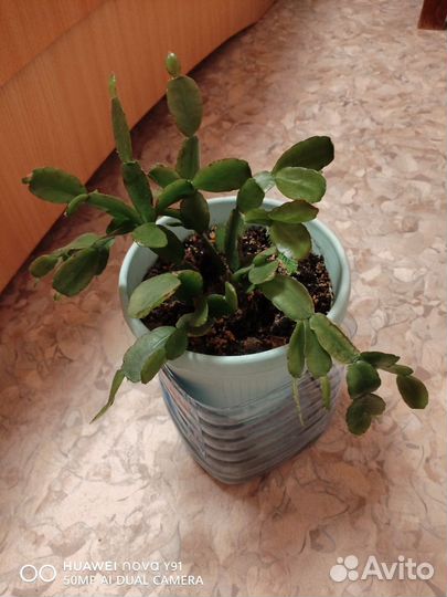 Декабрист,2 года, (рипсы) светлооранжевый